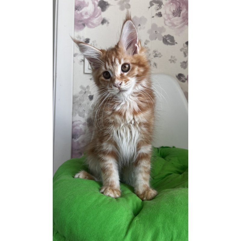 Maine Coon NOV Sparky