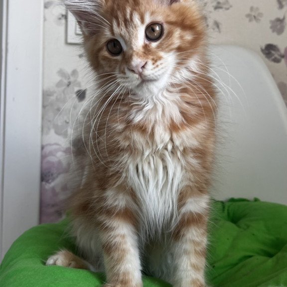 Maine Coon NOV Sparky