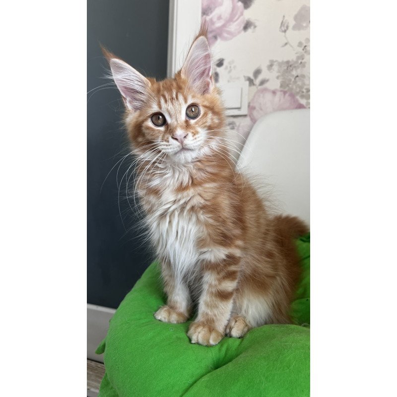 Maine Coon NOV Sparky