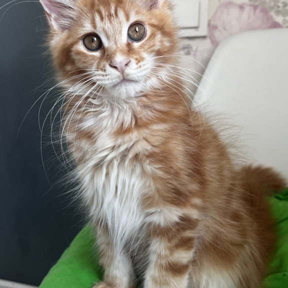 Maine Coon NOV Sparky