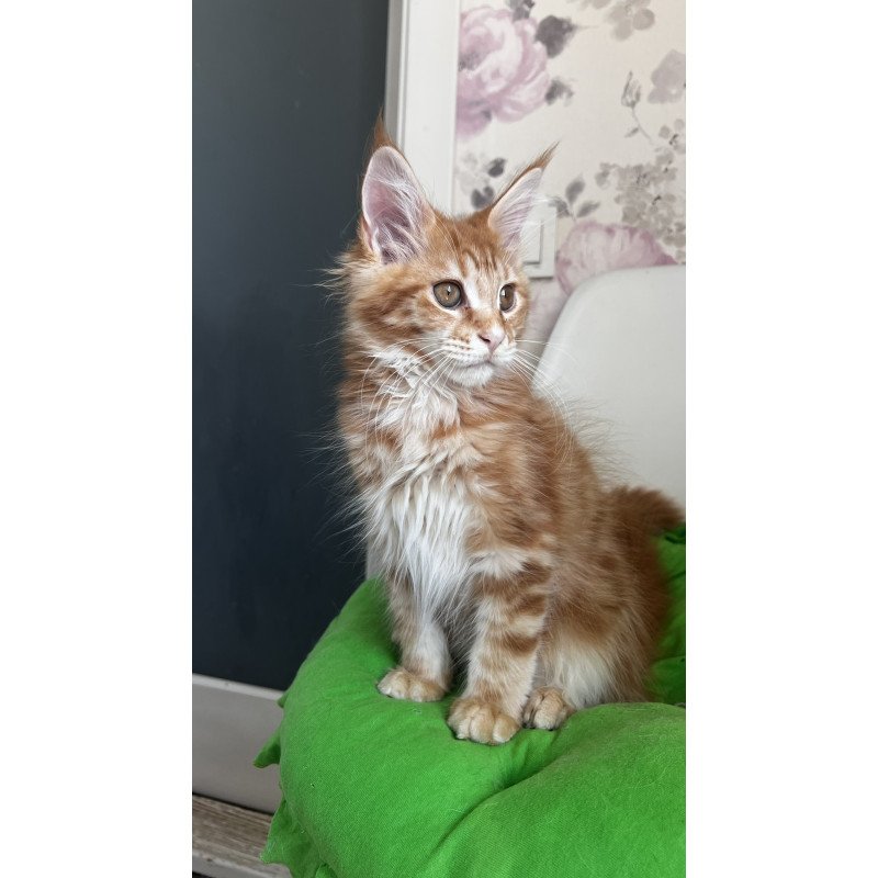 Maine Coon NOV Sparky
