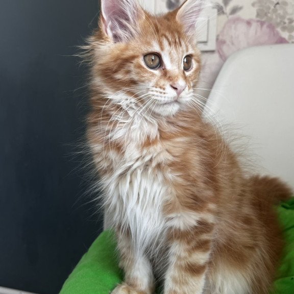 Maine Coon NOV Sparky