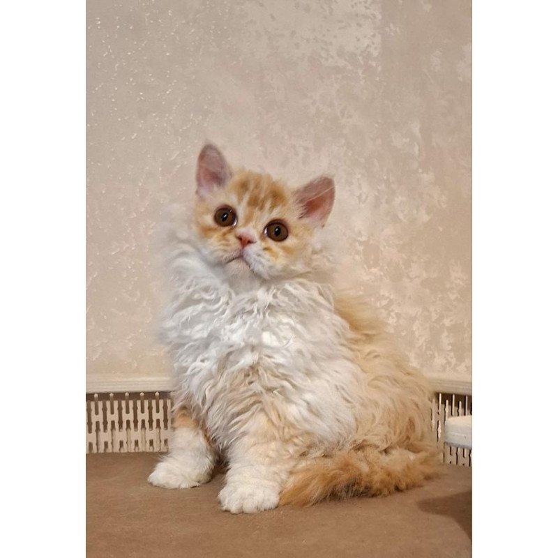 Selkirk Rex NOV Platosha