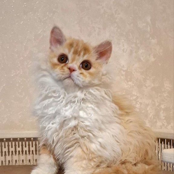 Selkirk Rex NOV Platosha