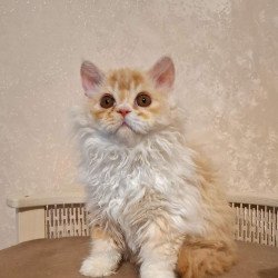 Selkirk Rex NOV Platosha