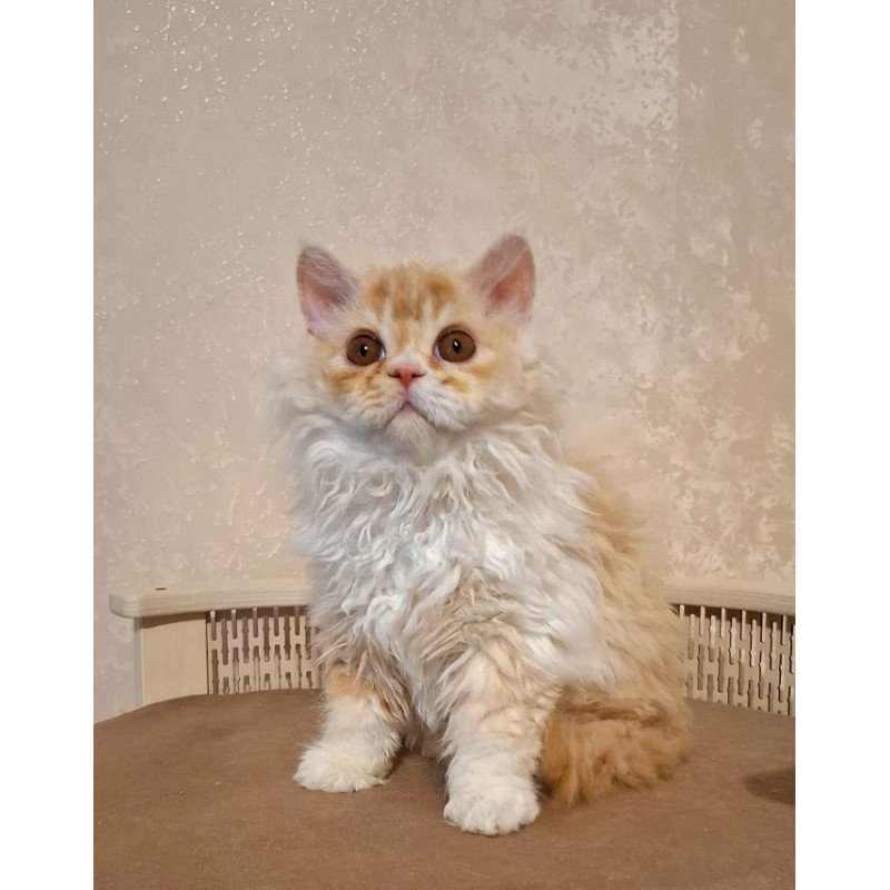 Selkirk Rex NOV Platosha