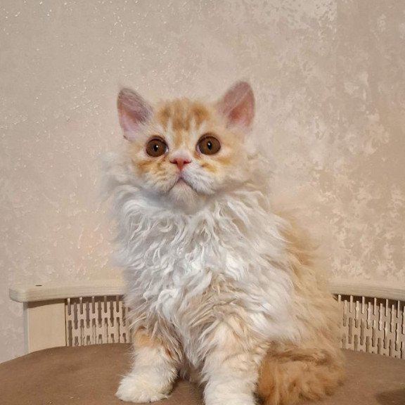 Selkirk Rex NOV Platosha