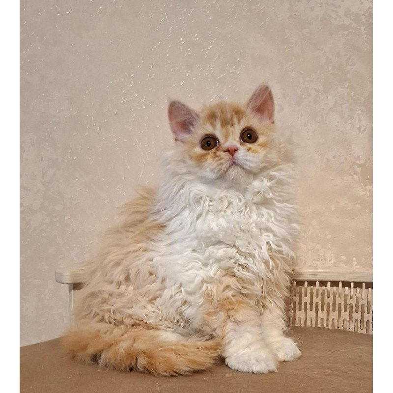 Selkirk Rex NOV Platosha
