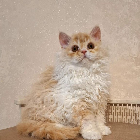 Selkirk Rex NOV Platosha