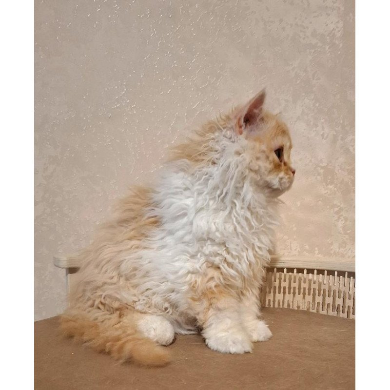 Selkirk Rex NOV Platosha