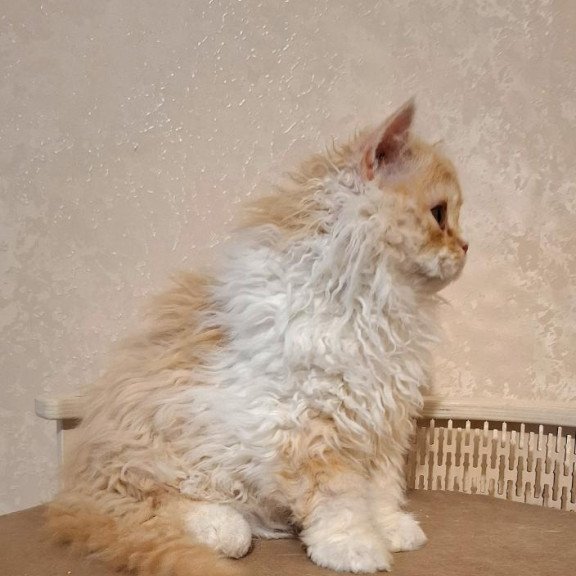 Selkirk Rex NOV Platosha