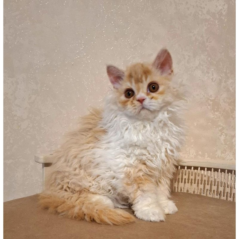 Selkirk Rex NOV Platosha