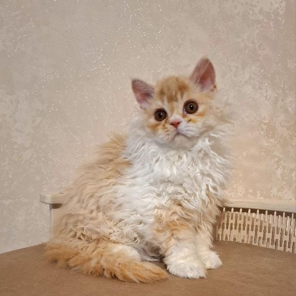 Selkirk Rex NOV Platosha
