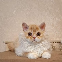 Selkirk Rex NOV Platosha