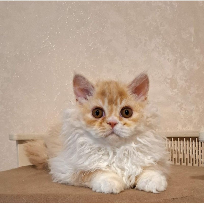 Selkirk Rex NOV Platosha