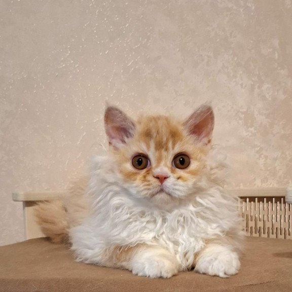 Selkirk Rex NOV Platosha