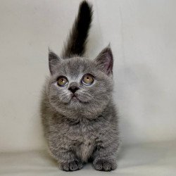 Munchkin Obi