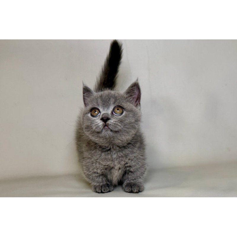 Munchkin Obi