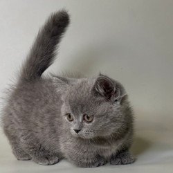 Munchkin Obi