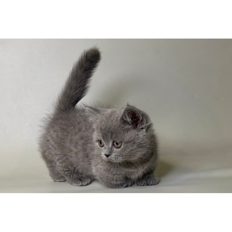 Munchkin Obi