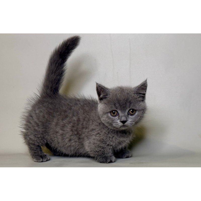 Munchkin Obi