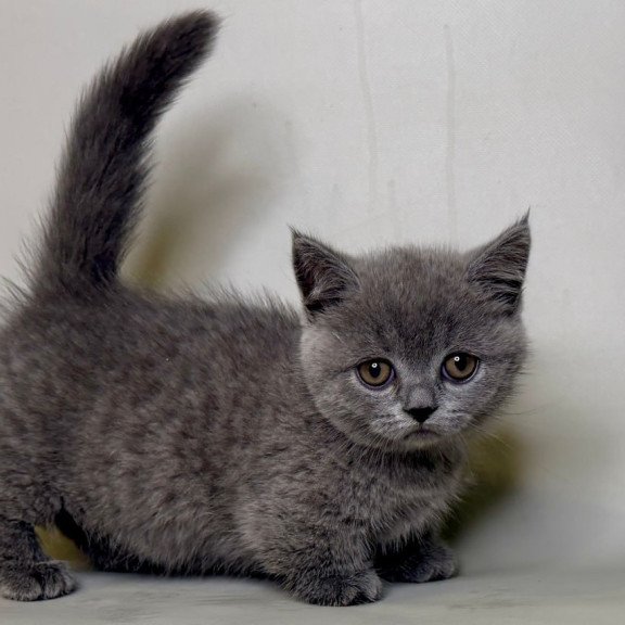 Munchkin Obi