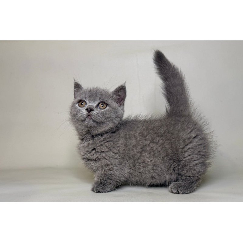 Munchkin Obi