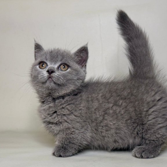Munchkin Obi
