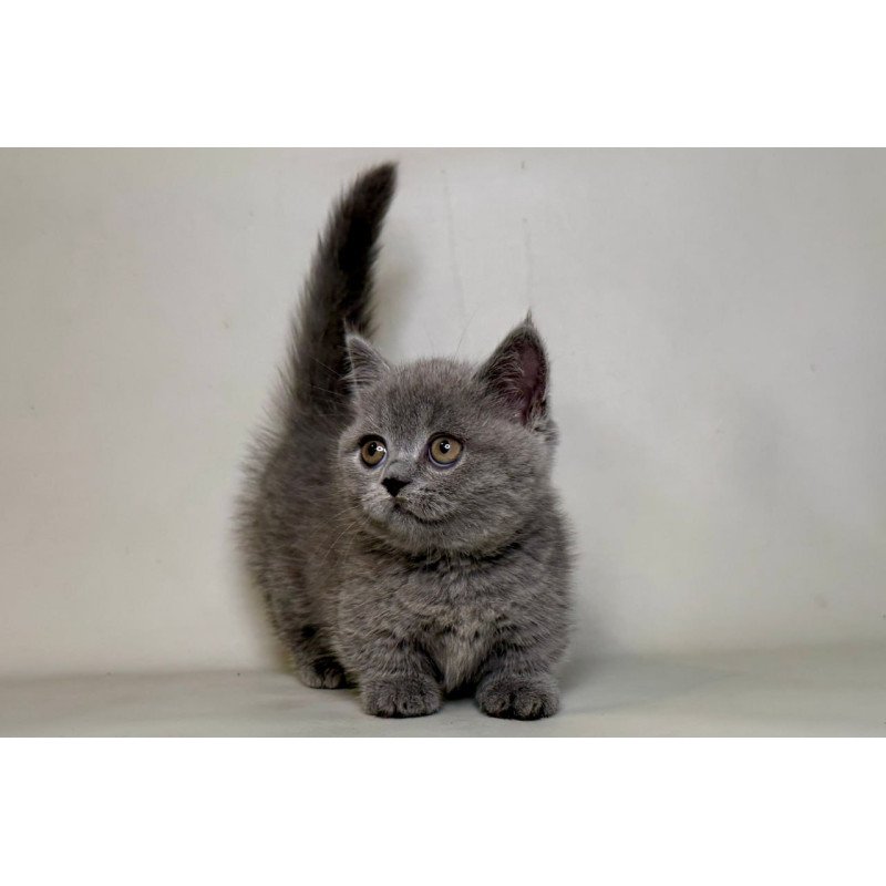 Munchkin Obi