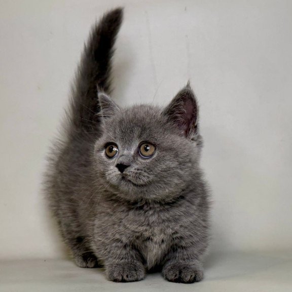 Munchkin Obi