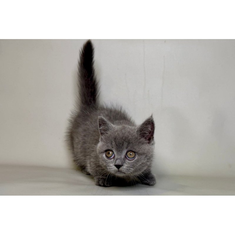 Munchkin Obi