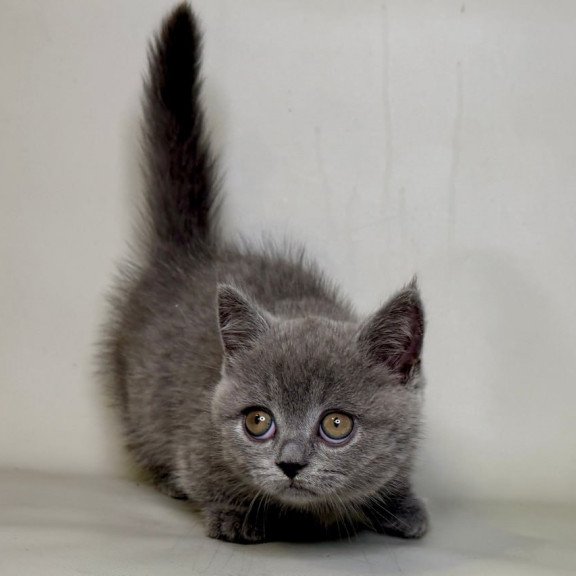 Munchkin Obi