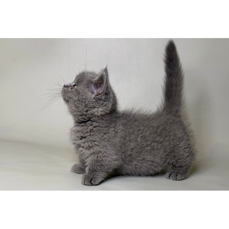 Munchkin Obi
