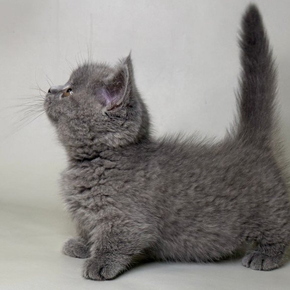 Munchkin Obi