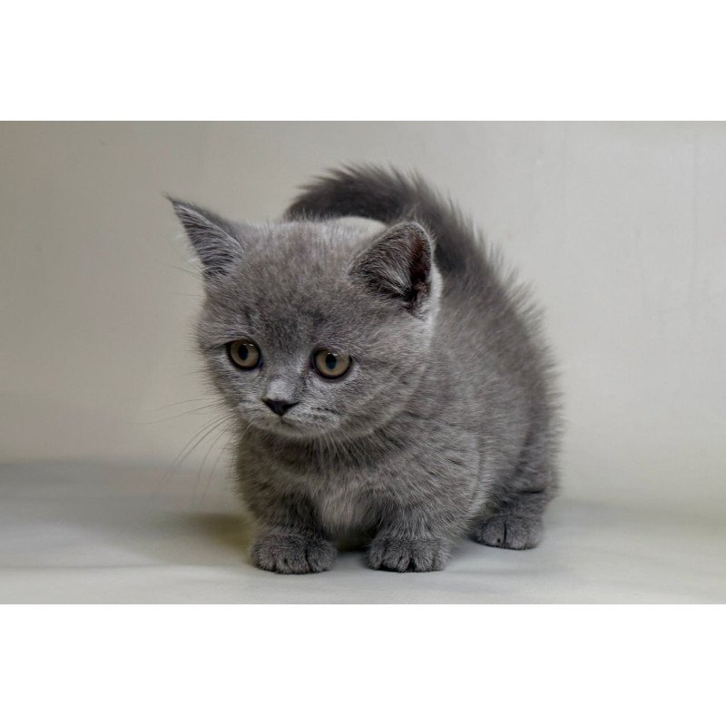 Munchkin Obi