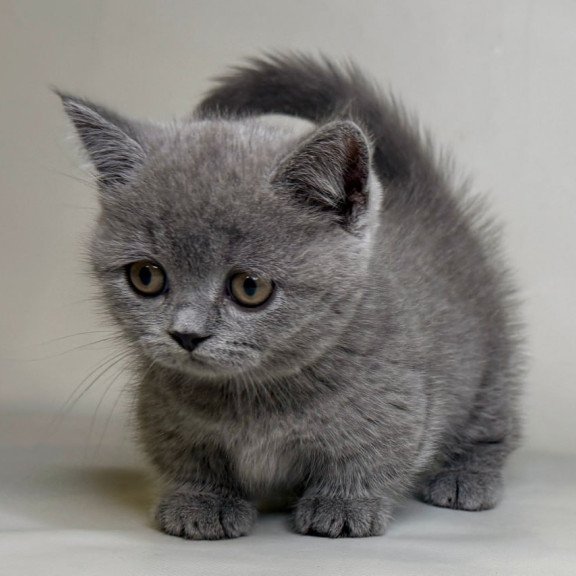 Munchkin Obi