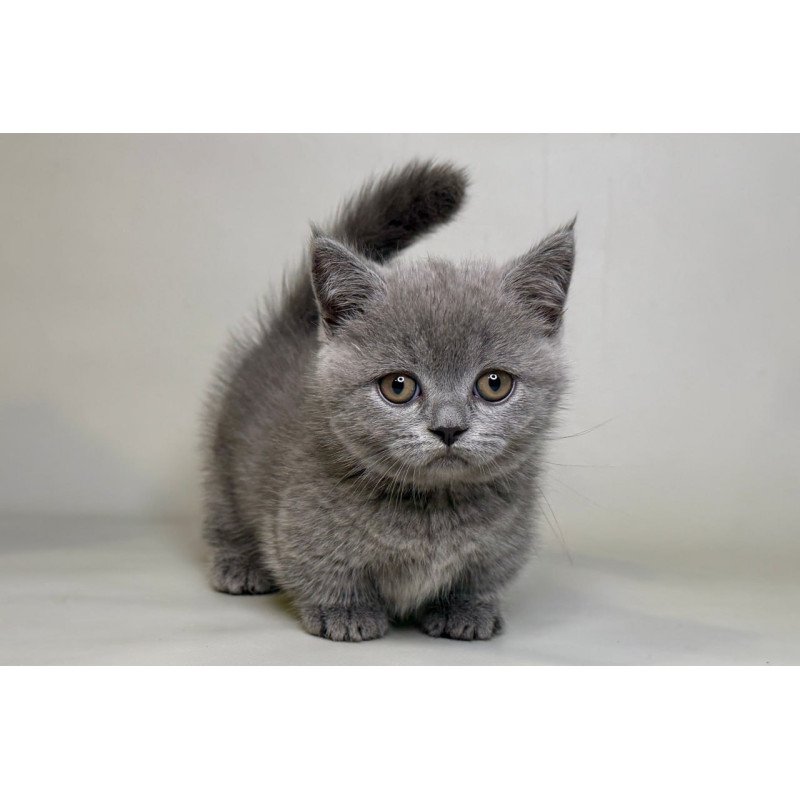 Munchkin Obi