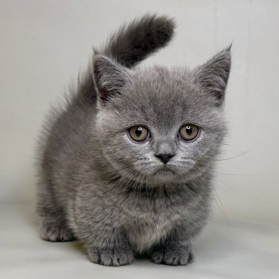 Munchkin Obi