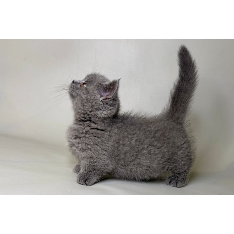 Munchkin Obi