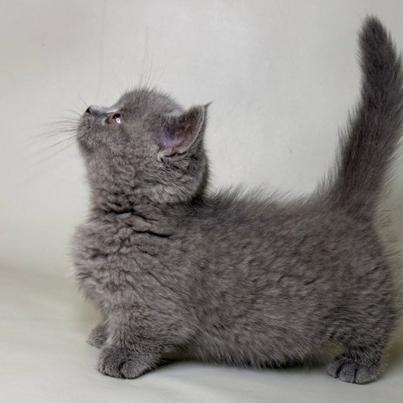Munchkin Obi