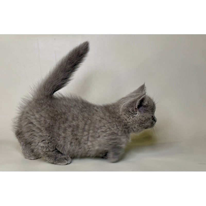 Munchkin Obi