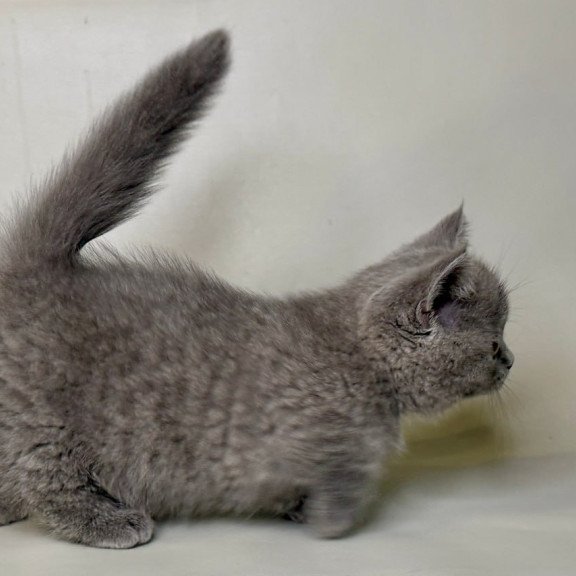 Munchkin Obi