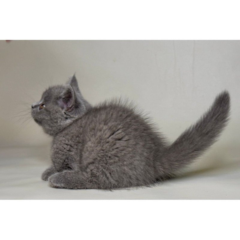 Munchkin Obi