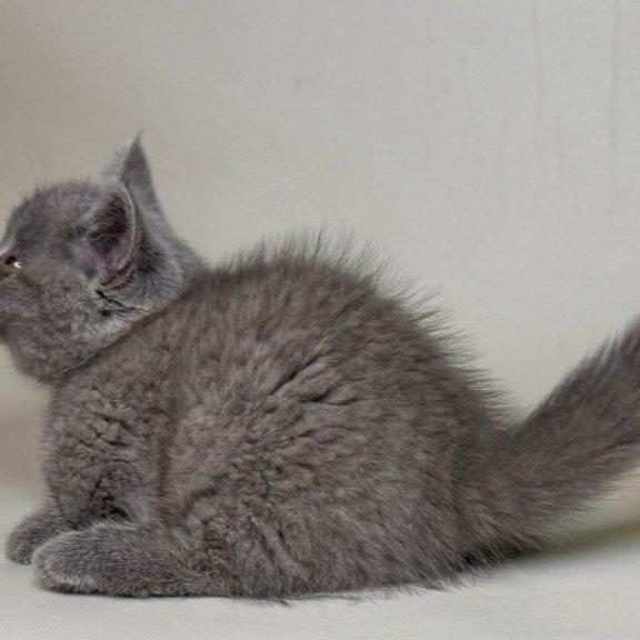Munchkin Obi