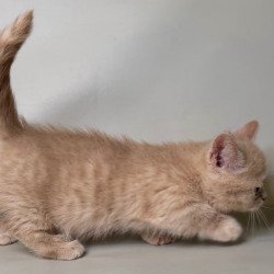 Munchkin Odie