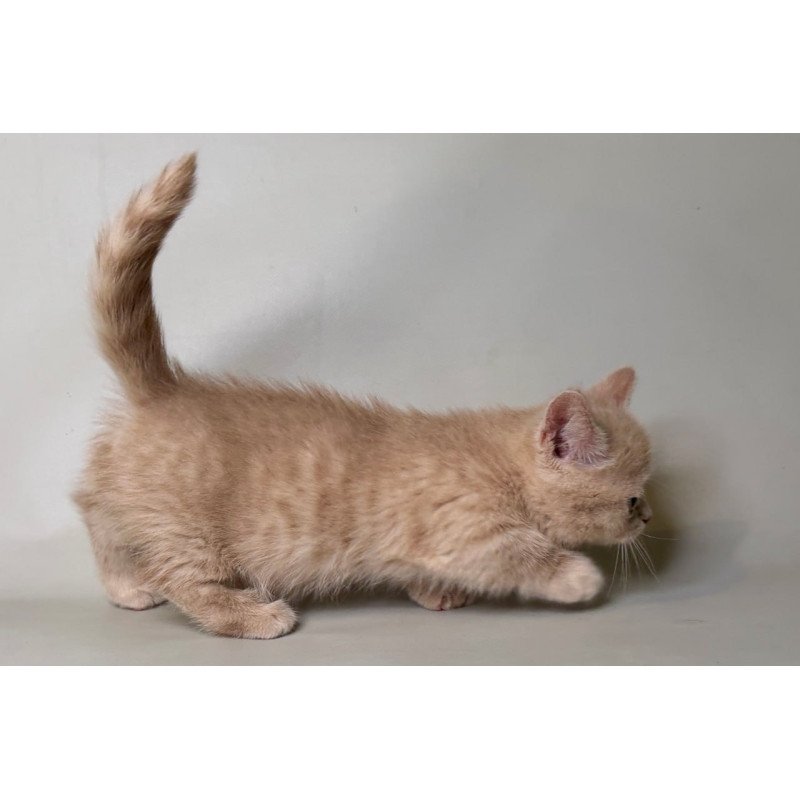 Munchkin Odie