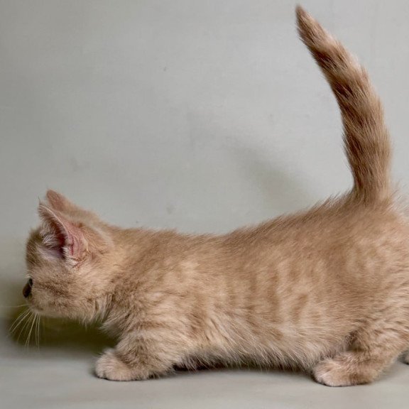 Munchkin Odie