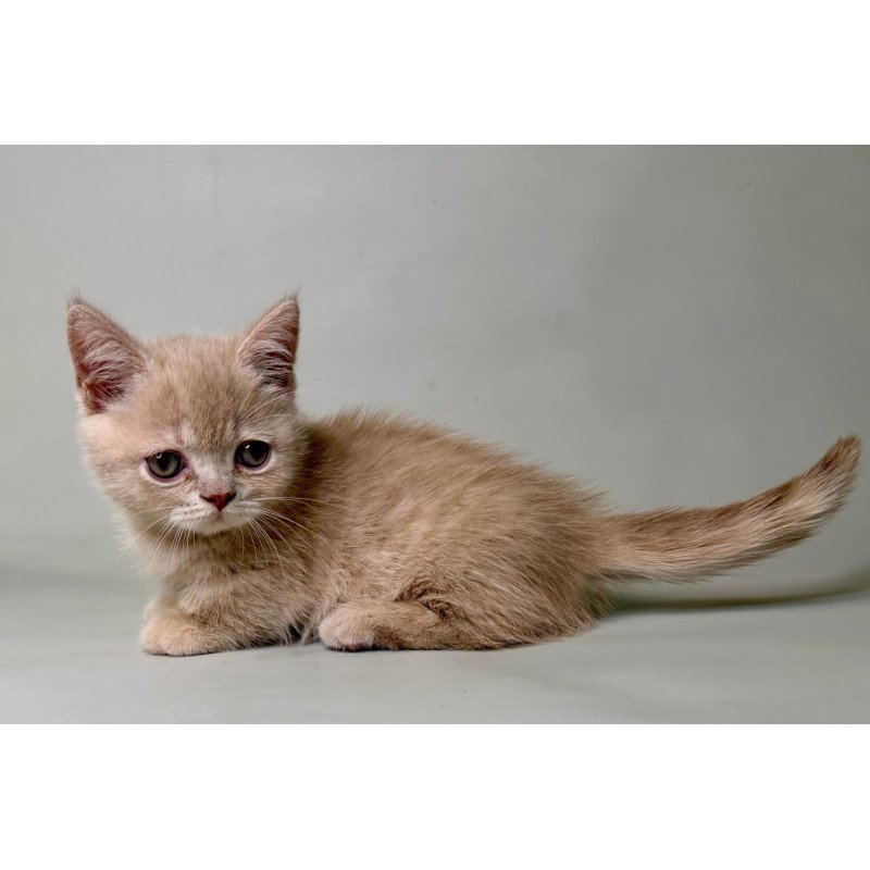 Munchkin Odie