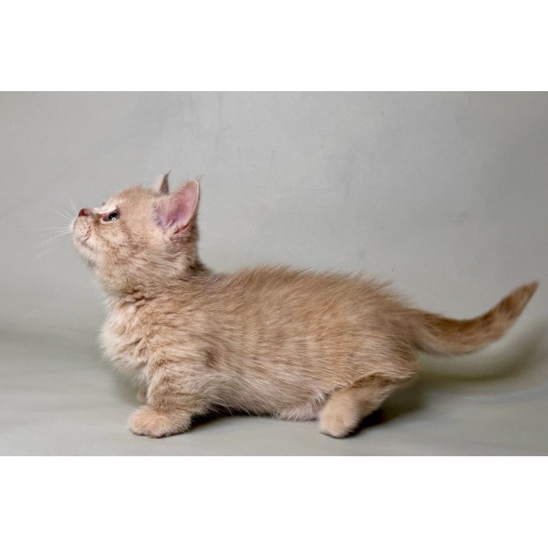 Munchkin Odie