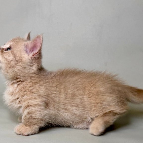 Munchkin Odie